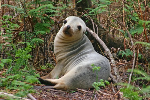 frumpytaco:Hooker’s sea lions (Phocarctos hookeri) photographed...