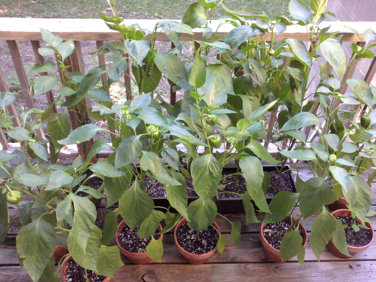 twelve pepper plants in terracotta pots and plastic windowboxes