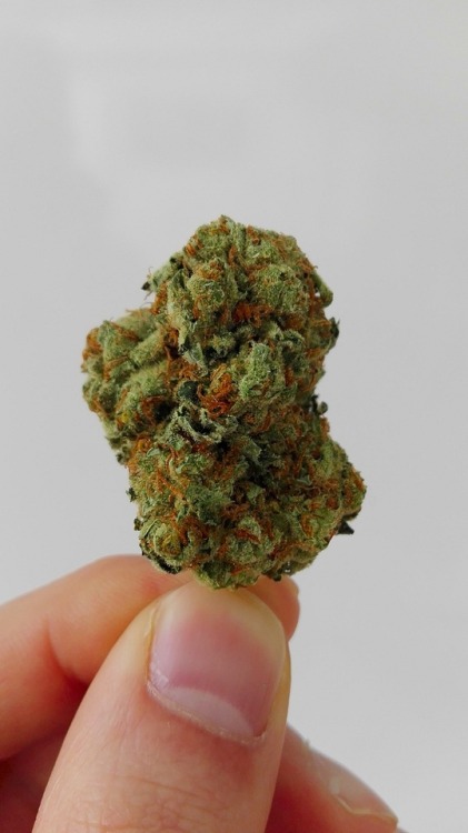 original-ganja-leaf:Bubblegum 