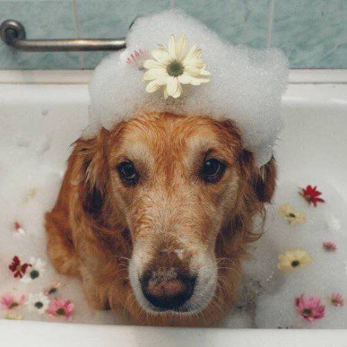 aww-so-pretty:Flower and dogs the perfect combination ! ;D