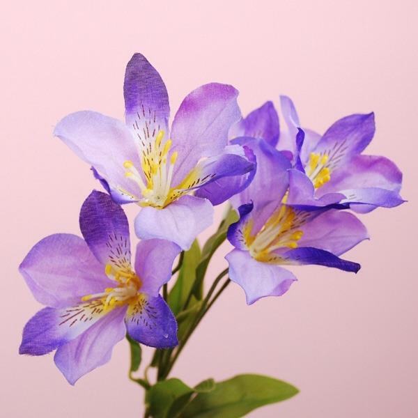 美しい花の画像 最新のhd花 言葉 5 月