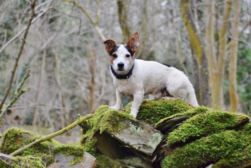 ollietherottweiler:Favourite pictures of Odie on our Yorkshire...