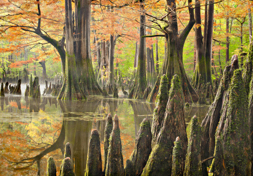 americasgreatoutdoors:A vital wetland in the Mississippi River...