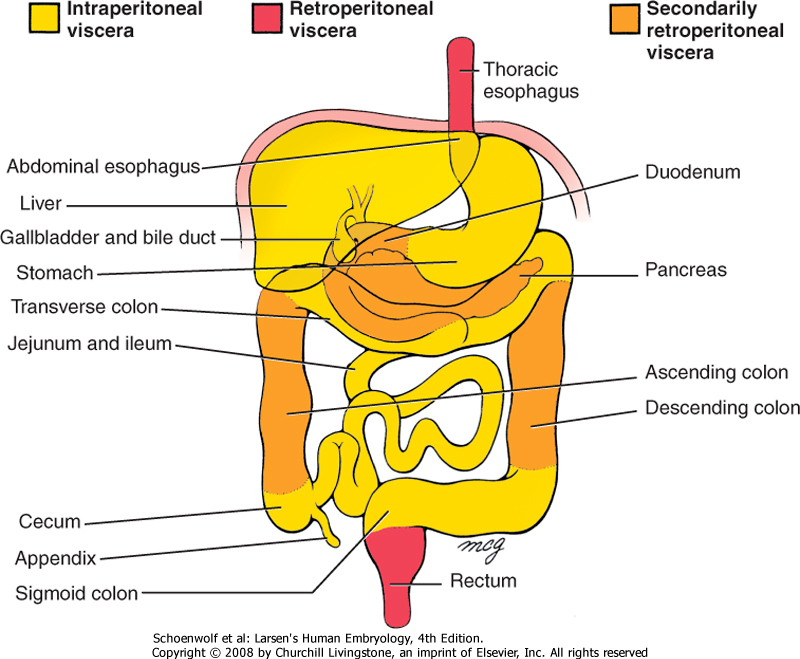 Understanding Human Anatomyabdomen Retroperitoneal Organs