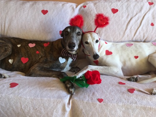 greyt-hounds:Happy Valentines DayI’m crying they so...