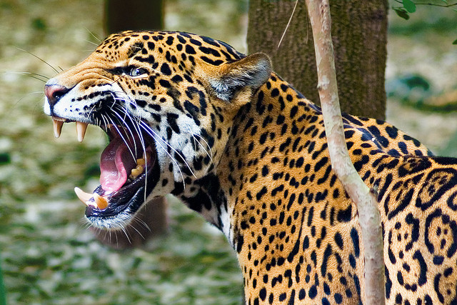 The Animal Blog — Angry Jaguar. Photo by MorningThief581