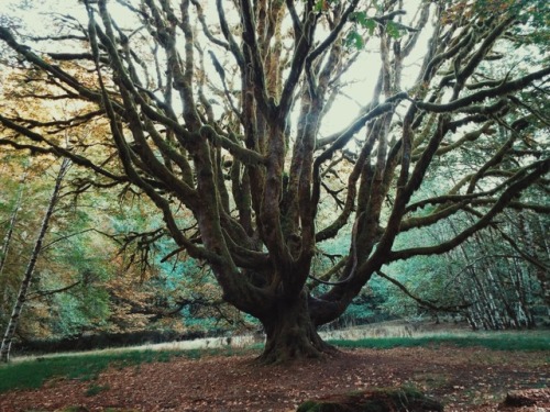 eternal-liness:Rainforests in Washington