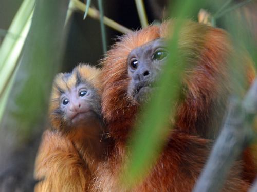 Tiny Orange Tamarin Twins Born at Santa Barbara ZooA pair of...