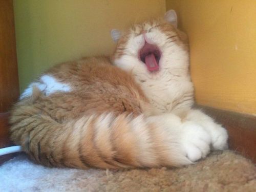 justcatposts:she screm