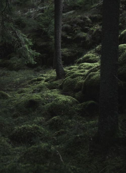 the-hidden-valley:The woods by magnus dovlind