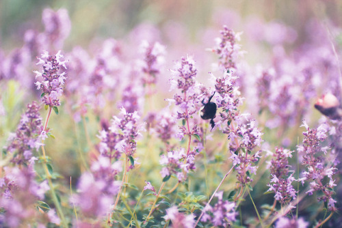 rabbitinthemeadow:A sweetness bewitching