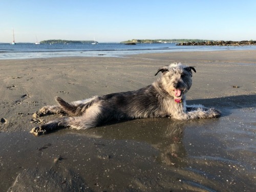 puppiestotherescue:Living her best life