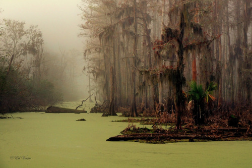 sixpenceee:Louisiana’s swamp lands hold a special place in...