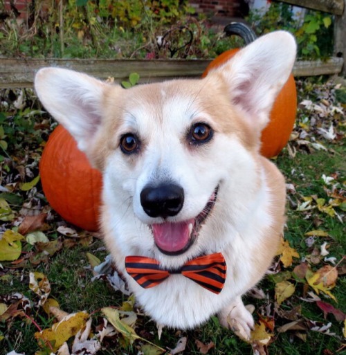 scampthecorgi:Winter, Spring, Summer, Fall,Scamp stays dapper...