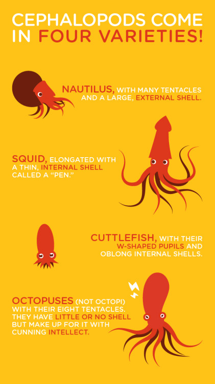 galileoace:octopusthingz:cephalopodweek:dailydot:These...