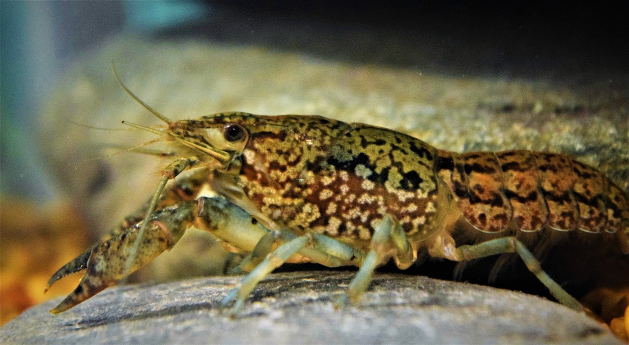 TheSingingFishTank — Ladies only! My new crayfish are genetically...