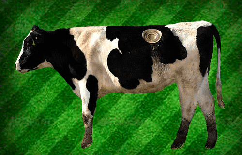 Adult role play as cows images 136