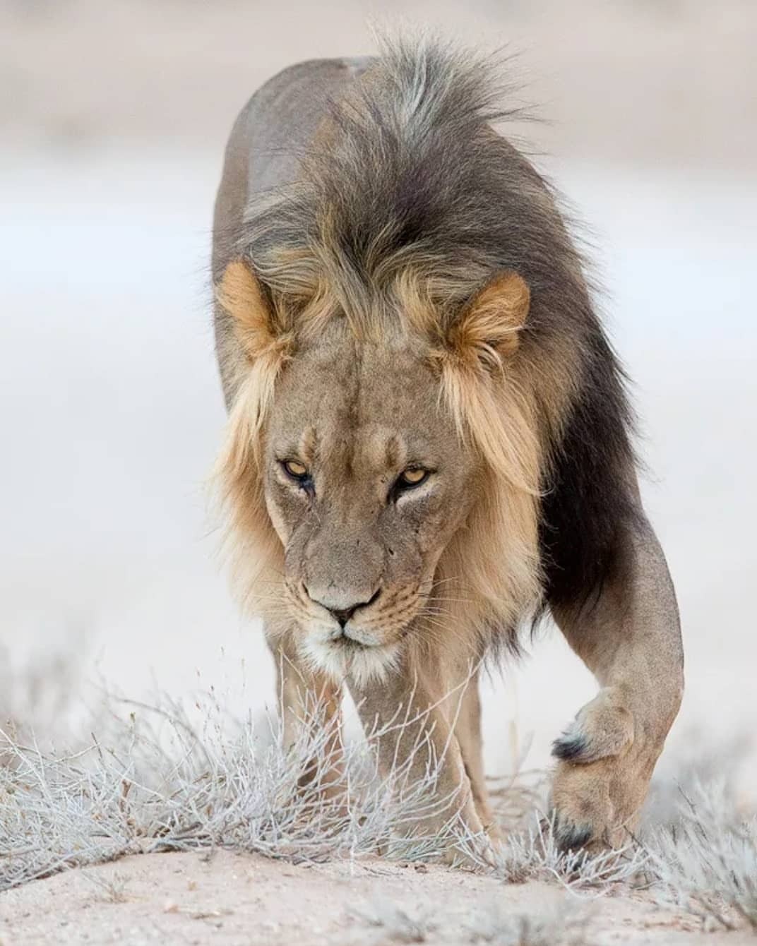 Wildlife Animals & Nature — . Kalahari Lion on patrol. Photo by...