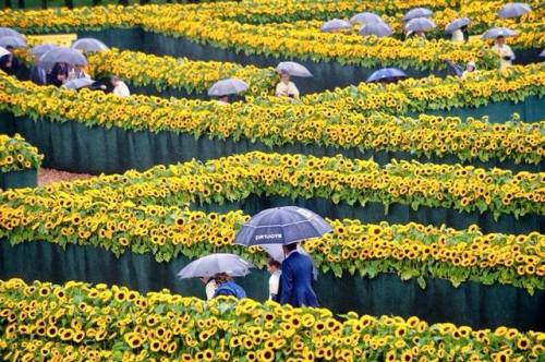 brookbooh:Van Gogh Museum in Amsterdam, Netherlands.