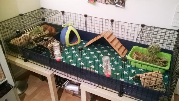 Guinea pigs! | My C&C Cage set up part I. (Part II: click) The...