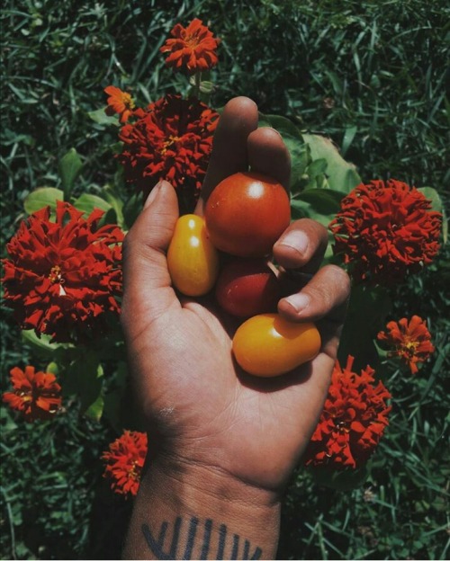 ambertamm:my year in produce; planted and grew and harvested so...