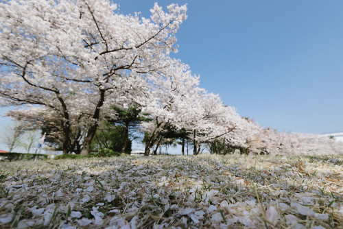 rjkoehler:Cherry blossoms at Jeongdok Library.