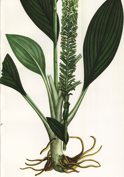 uwmspeccoll:Flora and SylvaThis week wepresent illustrations...