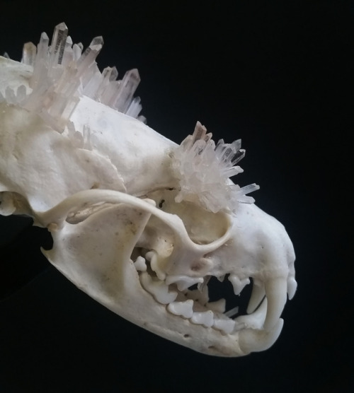 cummy–eyelids:Quartz crystal cluster explosion marten skull...