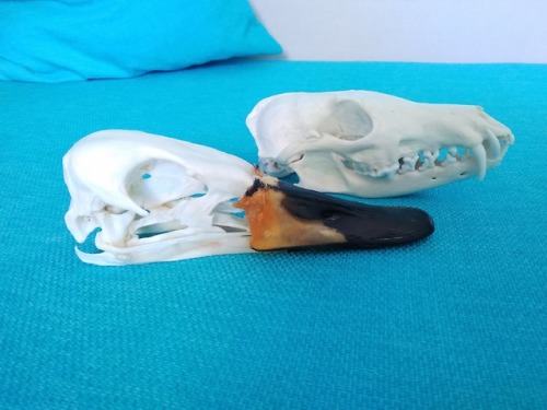 Vc vulture culture my collection No mbta in Europe Swan whooper swan cygnus cygnus Birds Skull Waterfowl anseriformes
