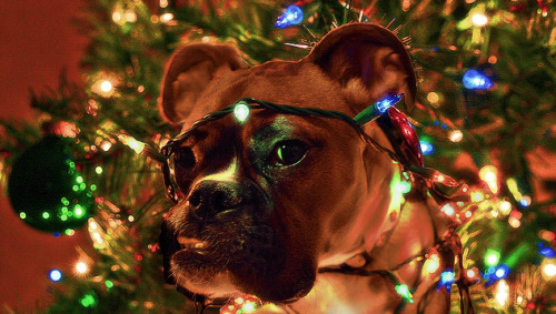 aswechoke:Here are some dogs wearing Christmas lights.