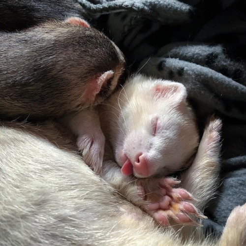 Alaska and Willam doing what they do best.#ferrets #ferretlove...