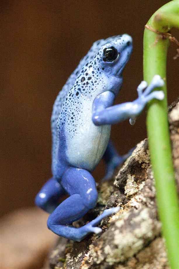Could you show some light blue frogs? And maybe... - frog