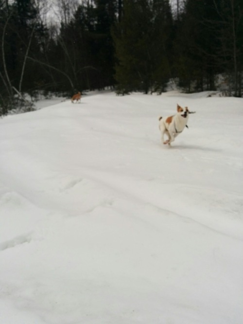 Winter’s still here, so it’s snowy walks still