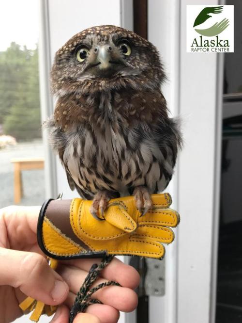 awwcutepets:Petey, a pygmy owl, finally found his perfect glove!...