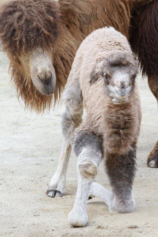 ZooBorns — Baby Bactrian Camel Takes His First Steps At...