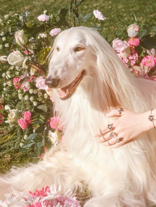 midnight-charm:Gucci celebrates the year of the dogPhotography...