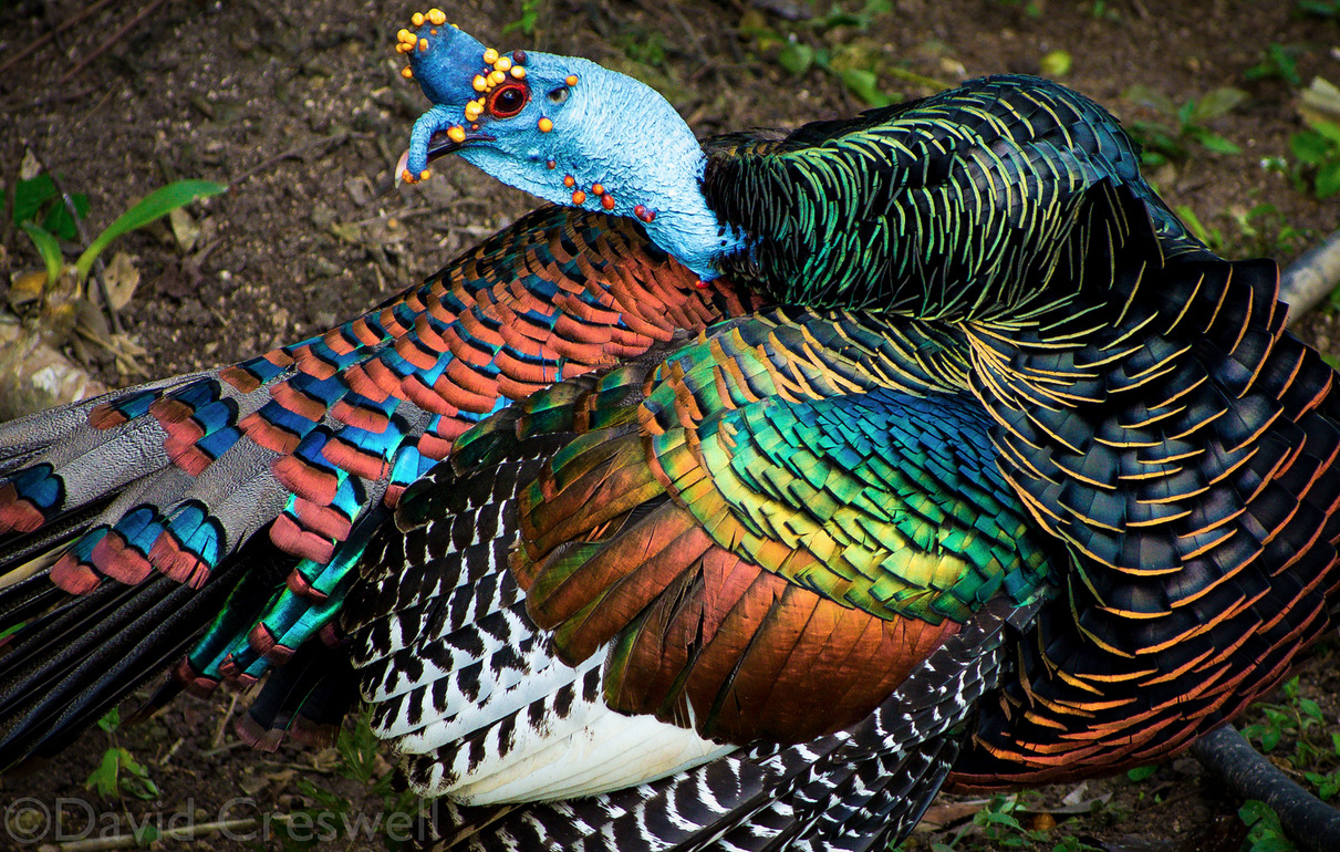 what-the-fauna-the-ocellated-turkey-is-beautifully-decorated-with