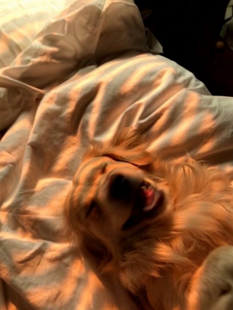 allcutedog