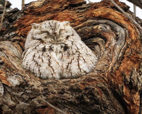 wanderthewood: Eastern screech owl by mirmid2012