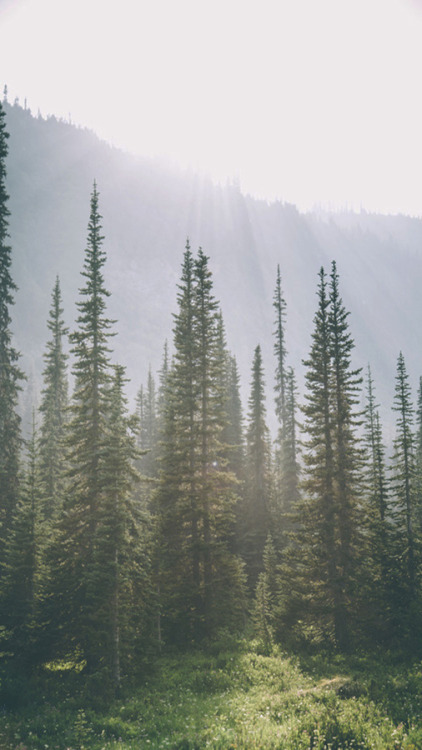 alockscreen:NATURE LOCKSCREENSlike or reblog if you save,...