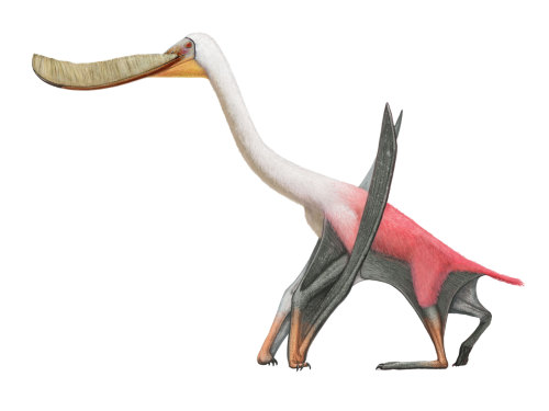 A Dinosaur A Day · Pterodaustro guinazui