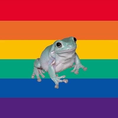 the frogs are gay