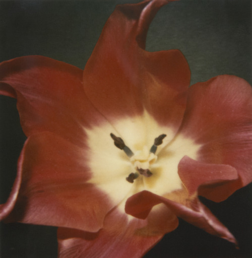 jimlovesart:Nobuyoshi Araki - untitled (Red Flower), 2006. 