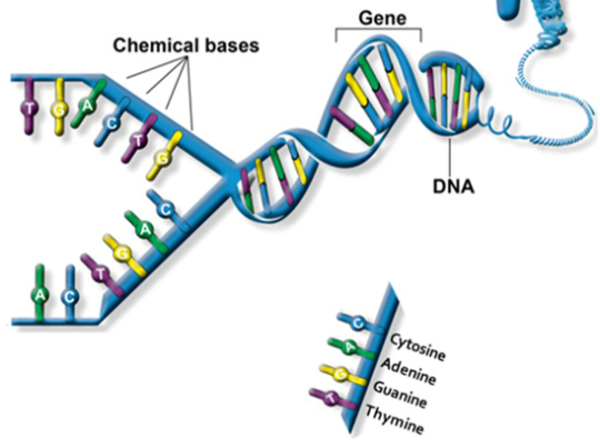 Vega dna. Собака ген ДНК. Гены ДНК евреев. Ген ДНК овцы. Механизм ADN.