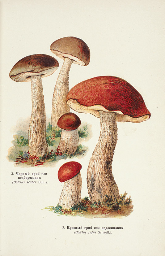 Illustration from “Album of edible and poisonous mushrooms” by G. Nadson, published in 1920.