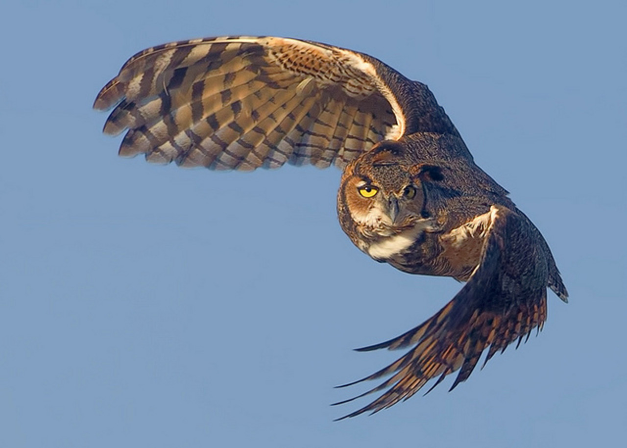 iainyork: great-horned owl in... - ready to fly