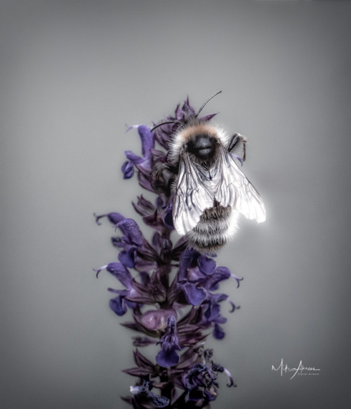 original photographers photographers on tumblr pws bumblebee insectphotography nature art bombus