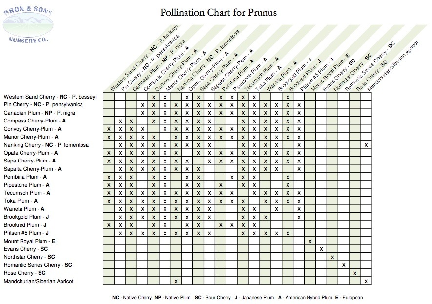 Peach Tree Pollination Chart