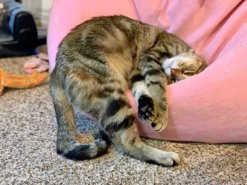 cutecatpics