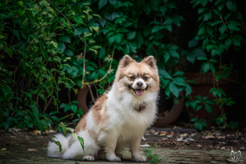howlingportraits